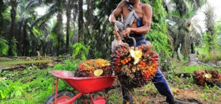 Kenaikan Signifikan Harga Kelapa Sawit Mitra Swadaya Riau untuk Pekan Ini